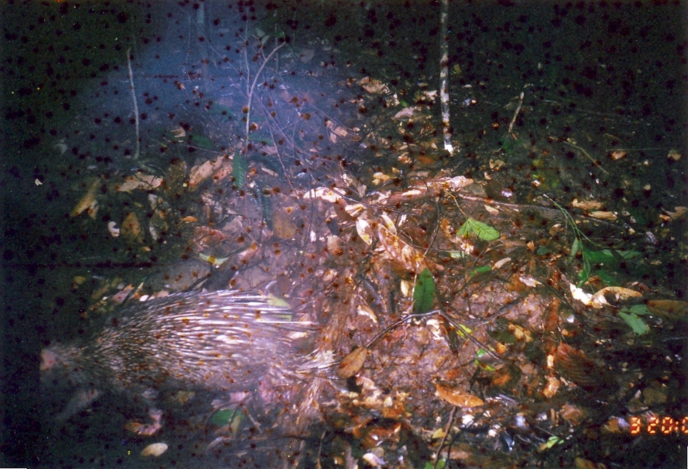 Image of Thick-spined Porcupine