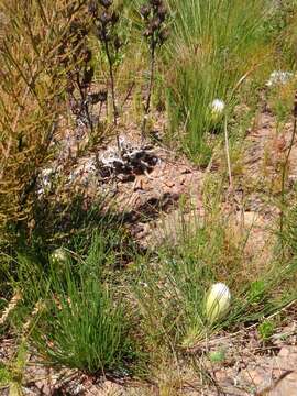 Image of Protea lorea R. Br.