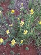 Image of Crotalaria magaliesbergensis