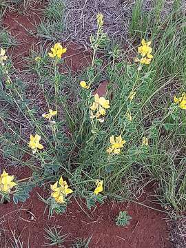 Image of Crotalaria magaliesbergensis