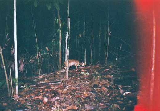 Image of Balabac Chevrotain