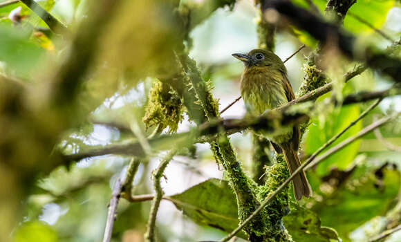 Rhynchocyclus fulvipectus (Sclater & PL 1860)的圖片