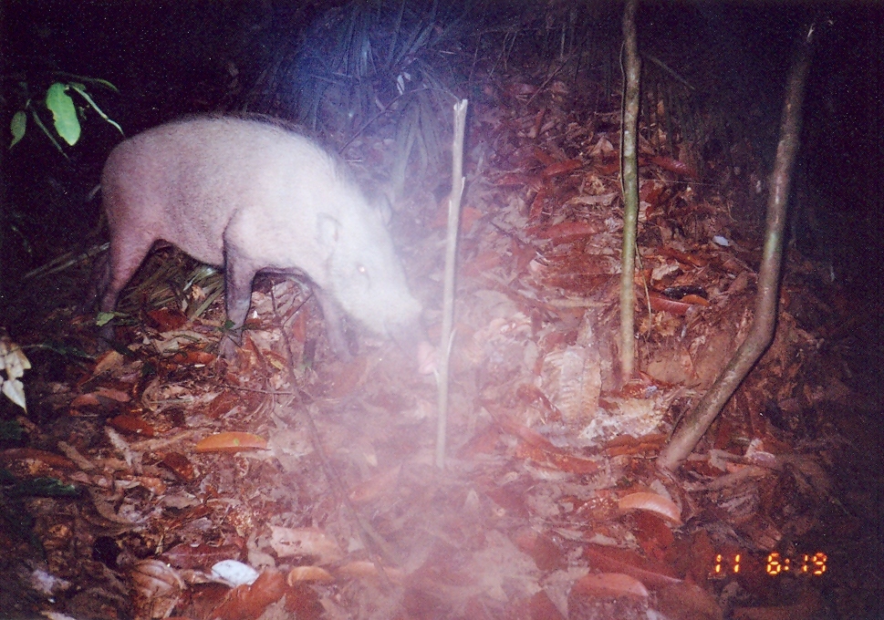 Image of Bearded Pig