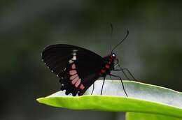 صورة Parides panares (Gray (1853))