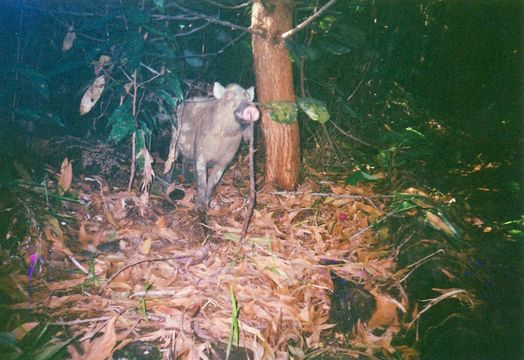 Image of Bearded Pig