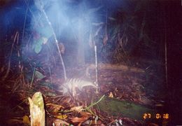 Image of Banded Palm Civet