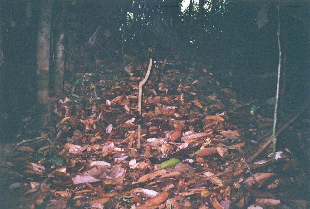 Image of Horse-tailed Squirrel