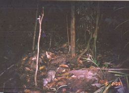 Image of Long-tailed Porcupine