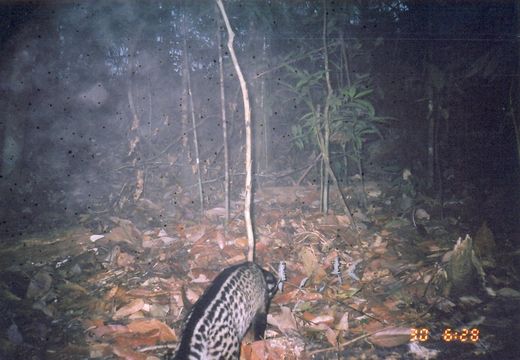 Image of Oriental Civet