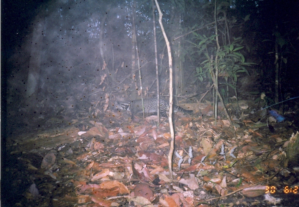 Image of Oriental Civet