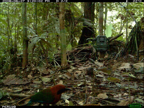 Image of Rufous Motmot