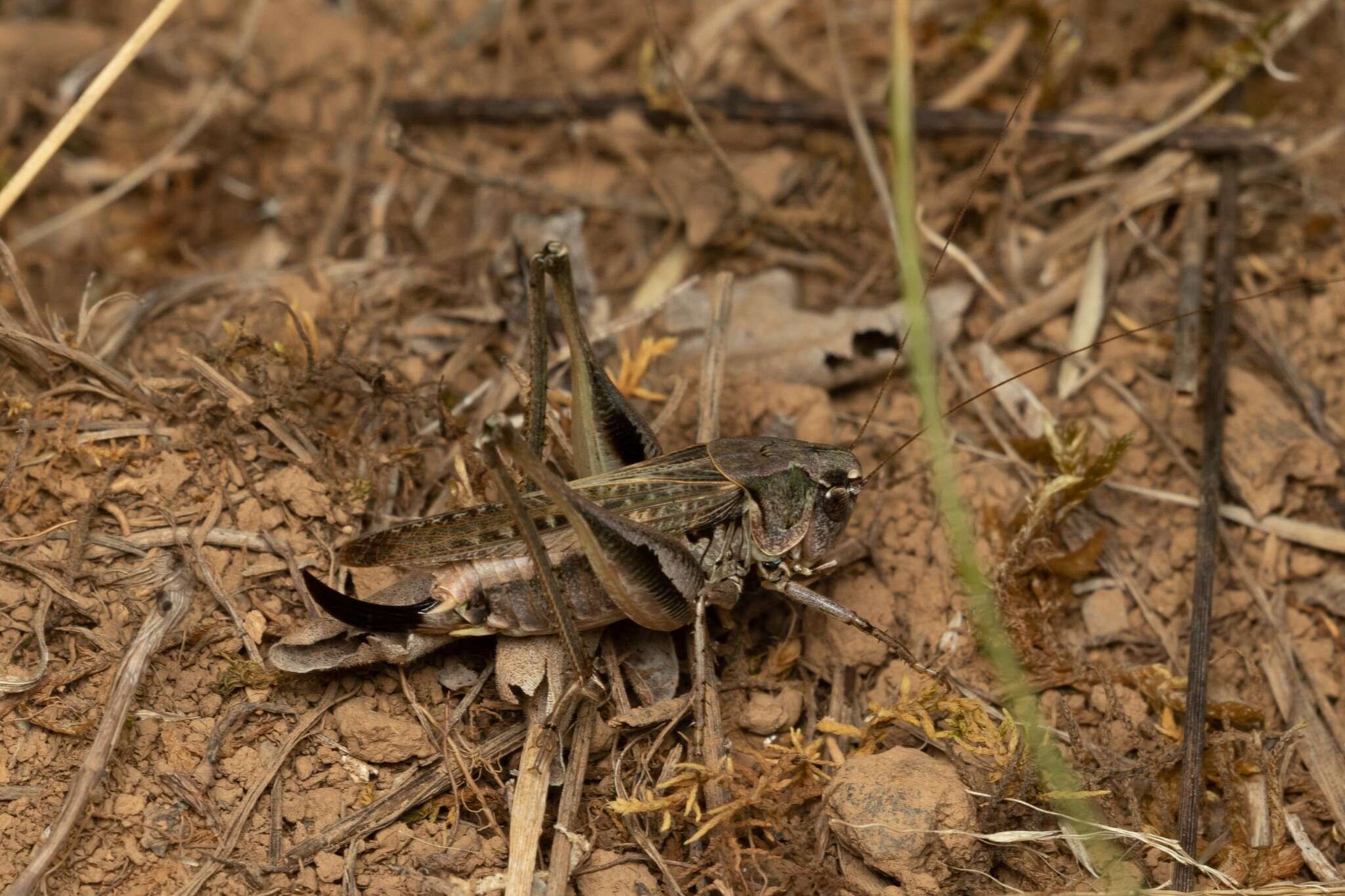 Plancia ëd Platycleis albopunctata albopunctata (Goeze 1778)