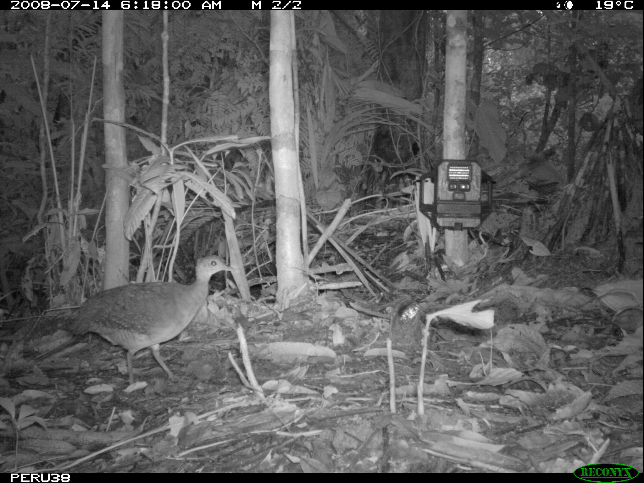 Image of White-throated Tinamou