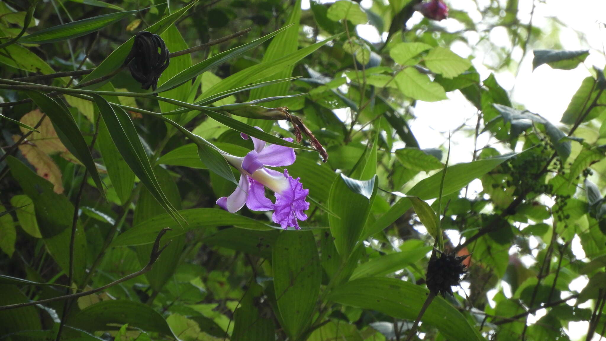 Imagem de Sobralia macrantha Lindl.