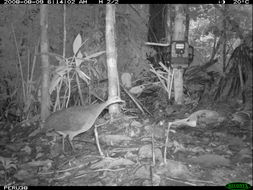 Image of Great Tinamou