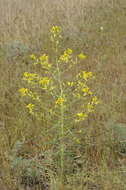 Image of Erysimum czernjajevii N. Busch