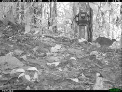 Image of White-throated Tinamou