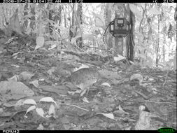 Image of White-throated Tinamou