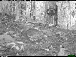 Image of White-throated Tinamou