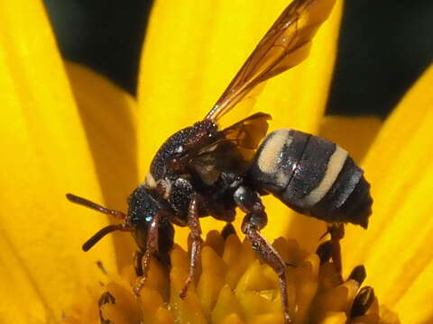 Image of Two-banded Cellophane-cuckoo Bee