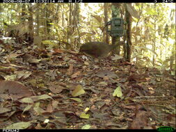 Image of Great Tinamou