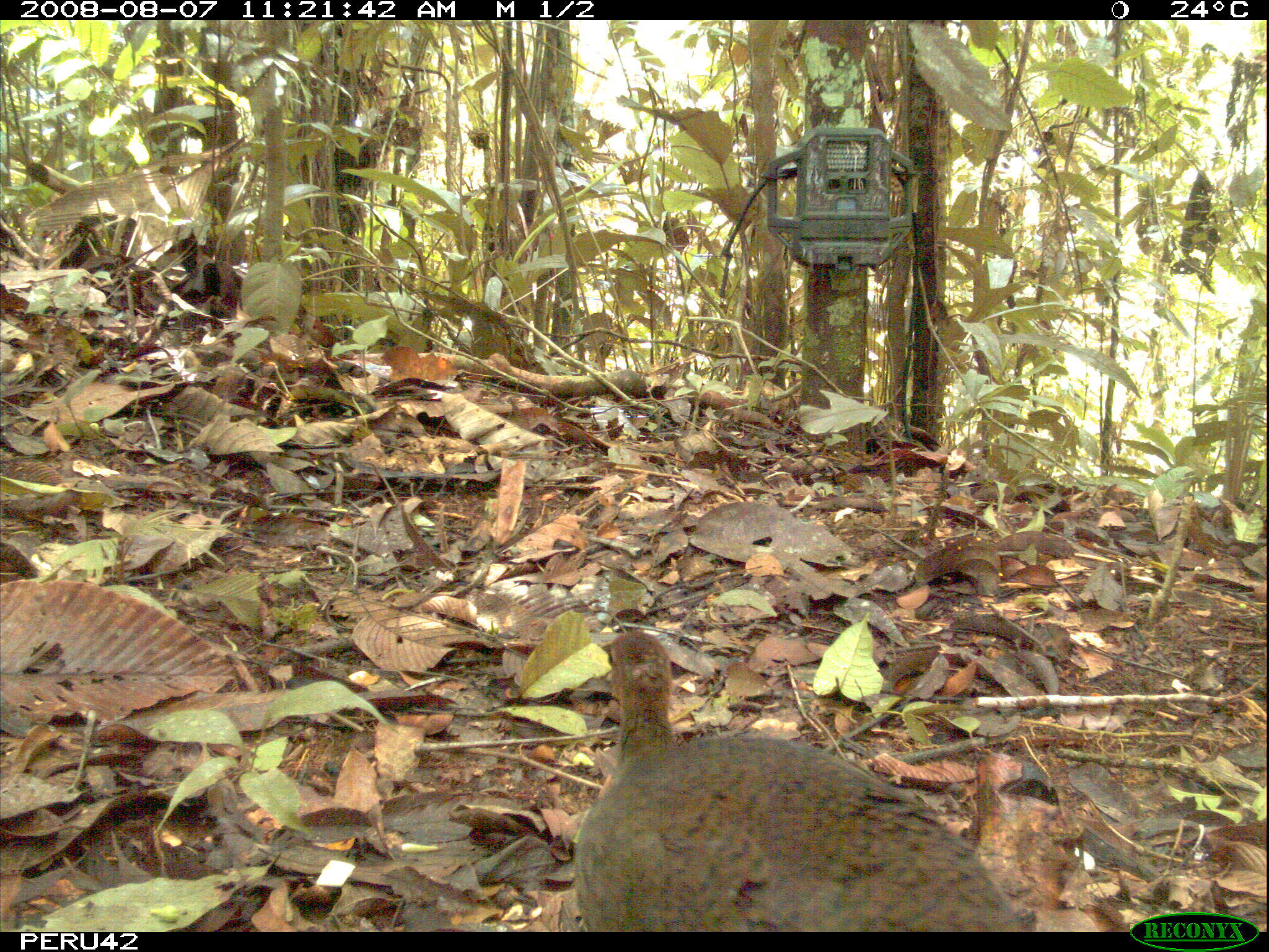 Image of Great Tinamou