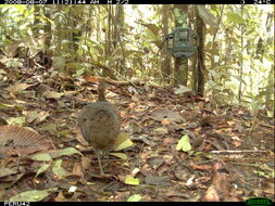 Image of Great Tinamou