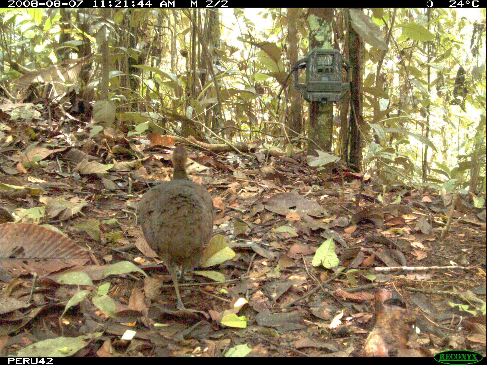 Image of Great Tinamou