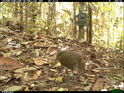 Image of Great Tinamou