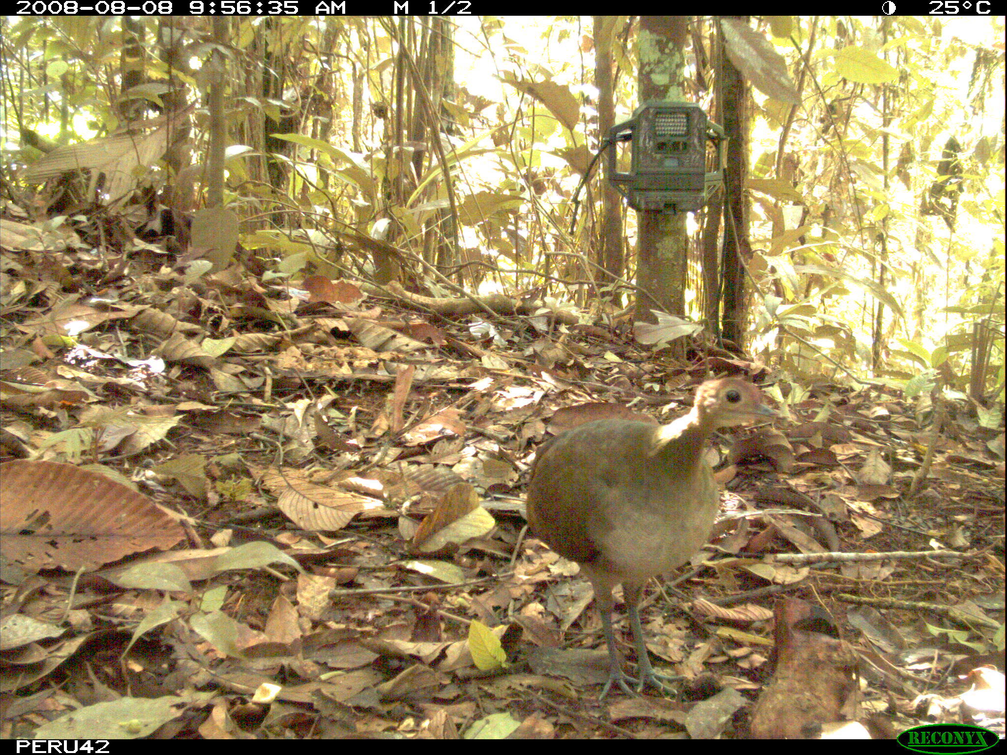 Image of Great Tinamou