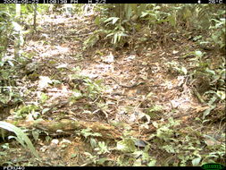 Image of Yellow-footed Tortoise