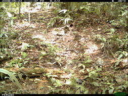 Image of Yellow-footed Tortoise