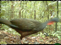 Image of Spix's Guan