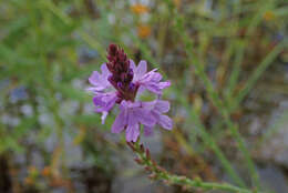 Sivun Verbena neomexicana (A. Gray) Briq. kuva