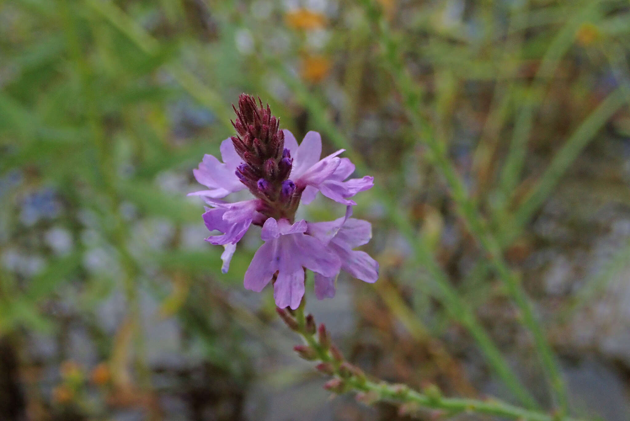 Sivun Verbena neomexicana (A. Gray) Briq. kuva