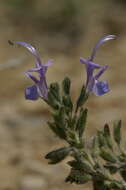Imagem de Salvia jordanii