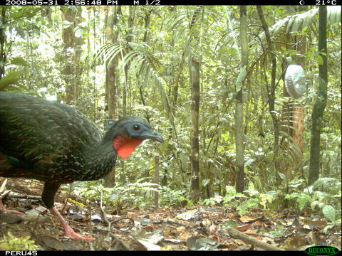 Image of Spix's Guan