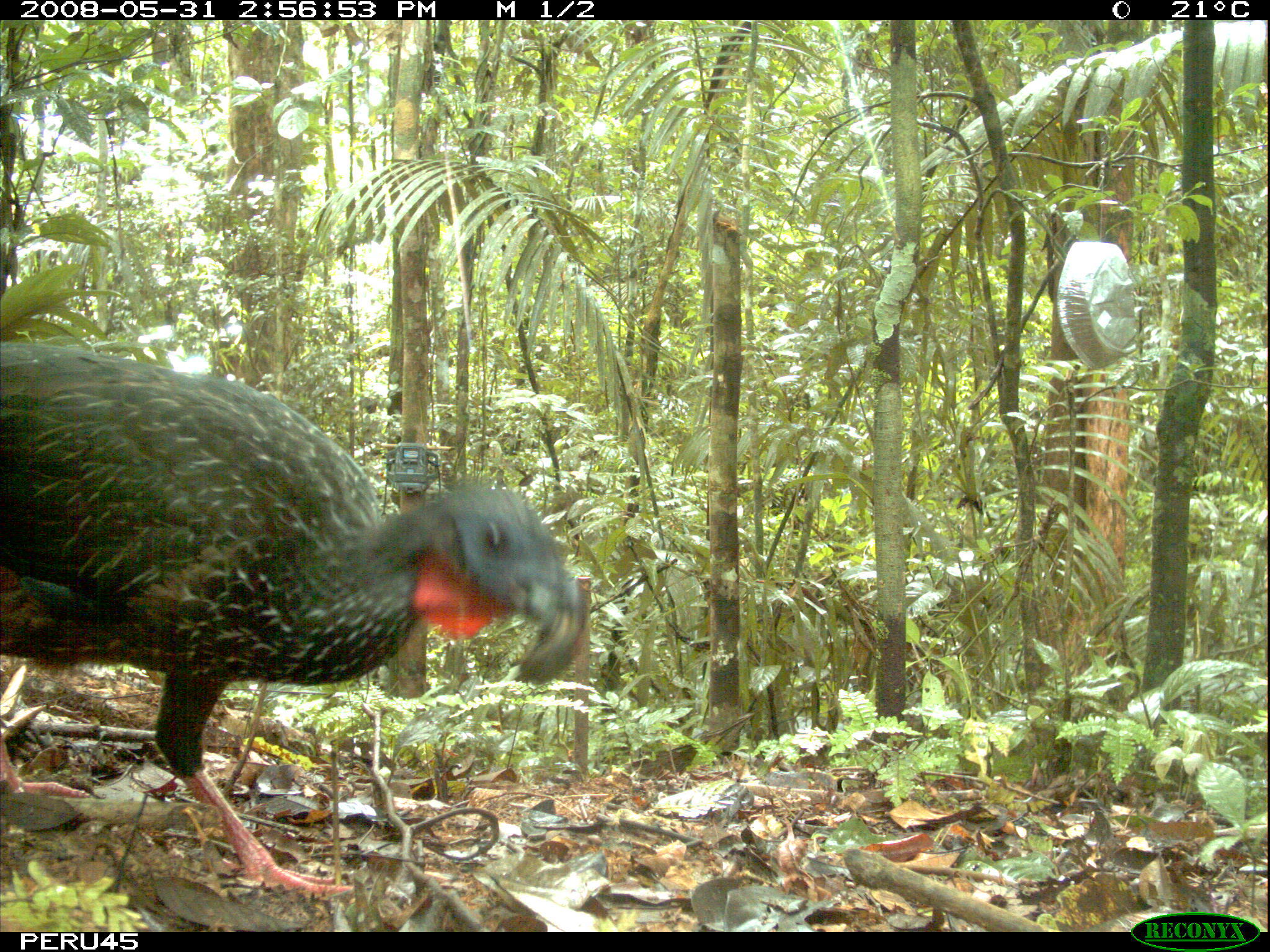 Image of Spix's Guan