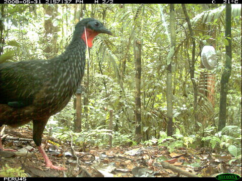 Image of Spix's Guan