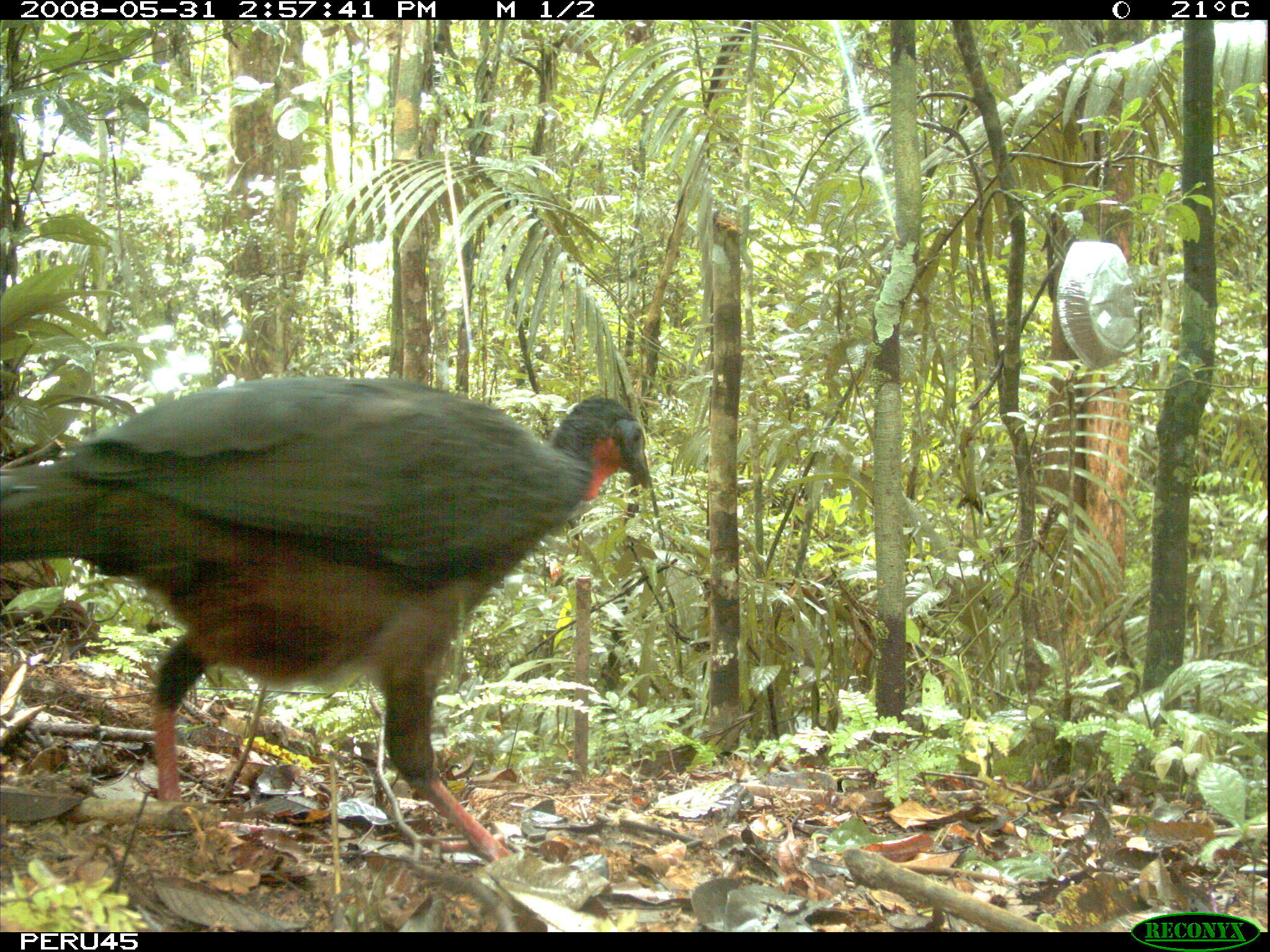 Image of Spix's Guan