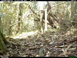 Image of Saphire Quail Dove