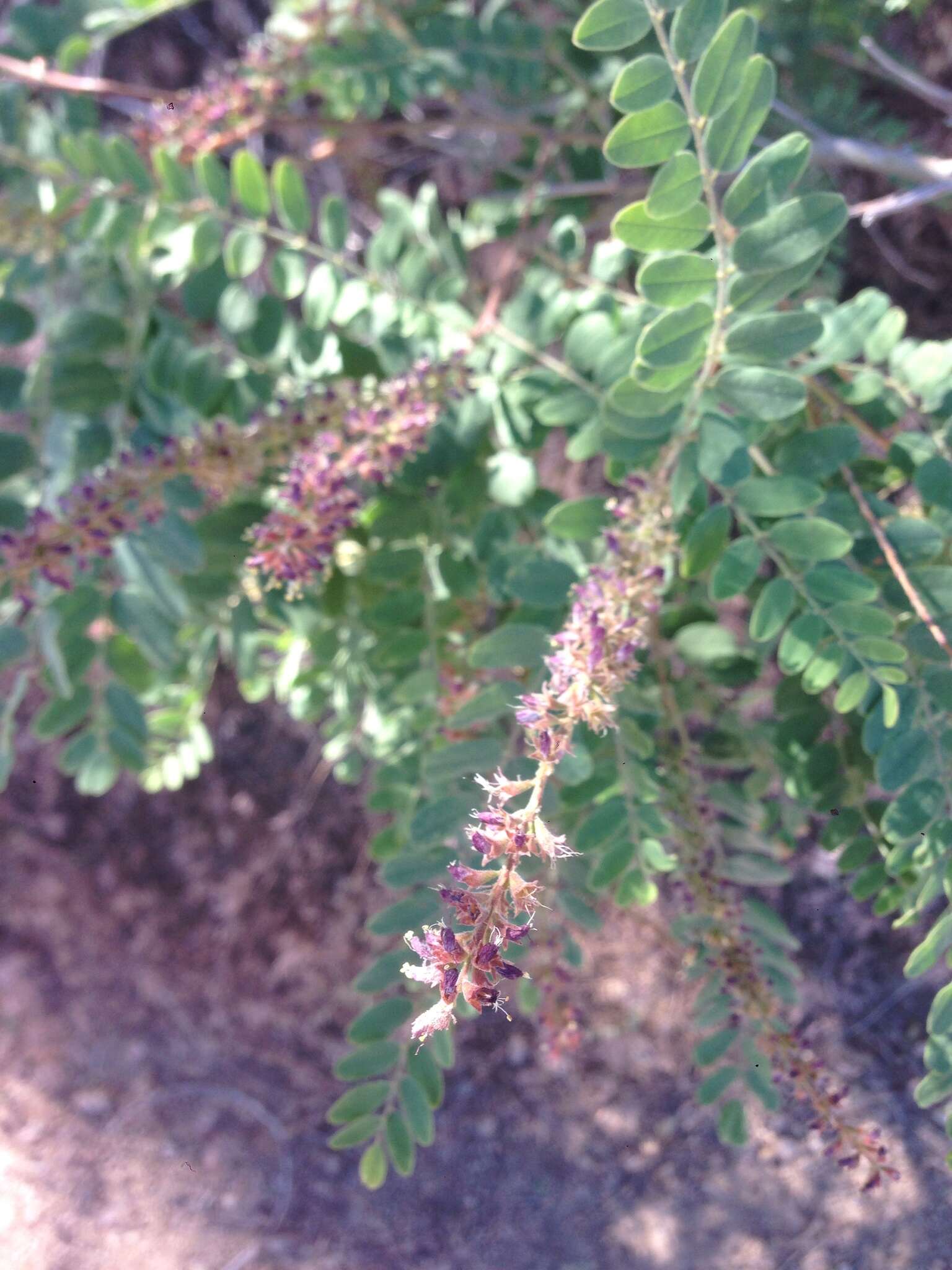 Amorpha californica var. californica的圖片