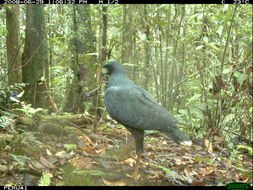 Image of Great Black Hawk