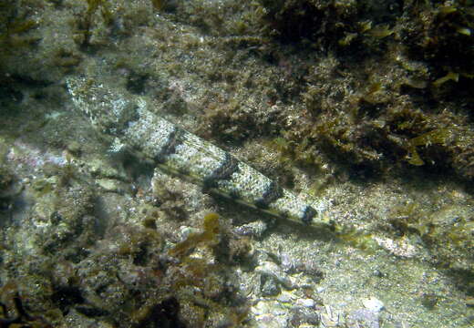 Image of Variegated lizardfish