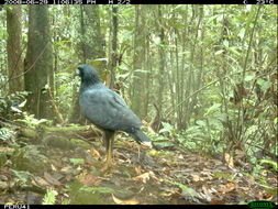 Image of Great Black Hawk