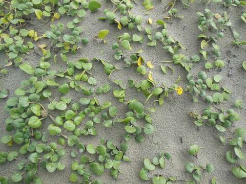 Imagem de Abronia latifolia Eschsch.