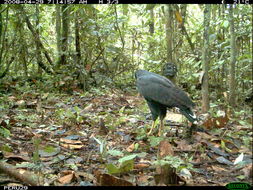 Image of Great Black Hawk