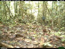 Image of Gray Fronted Dove