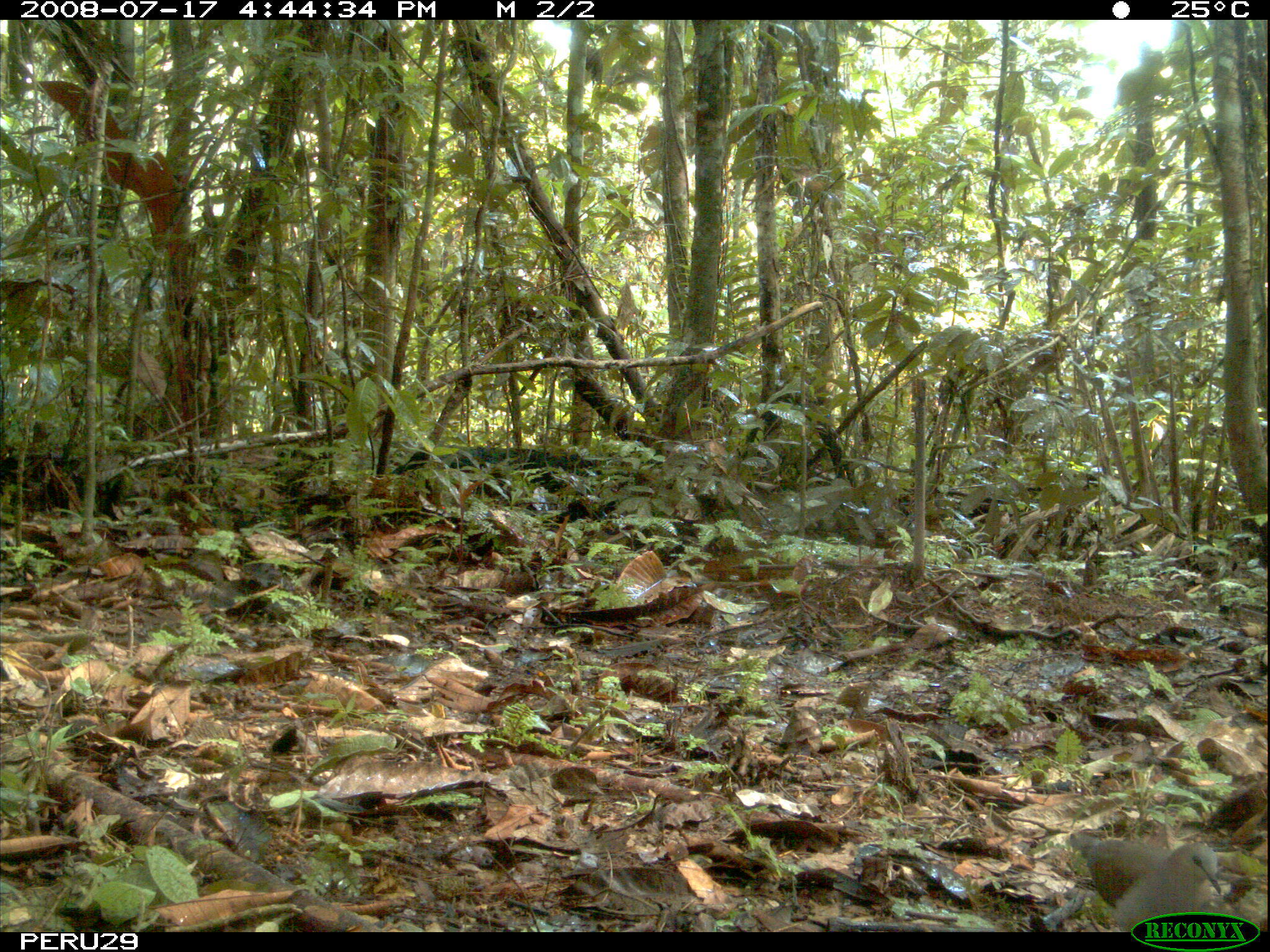 Image of Gray Fronted Dove