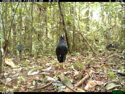 Image of Great Black Hawk